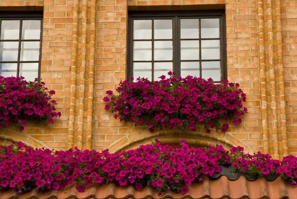 Poland, Gdansk Window boxes with purple petunias